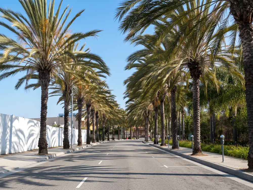 A calm, palm-lined residential street in Los Angeles.
